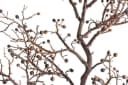 BOTANIC-HAUS Pfefferberrenzweig Braun Kunststoff Bild 3
