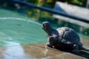Ubbink Wasserspeier Schildkröte Polyresin Garten Bild 2