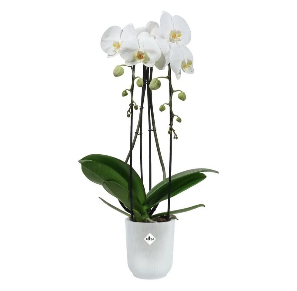 Elho Blumentopf Vibes Fold Orchidee transparent - Bild 3