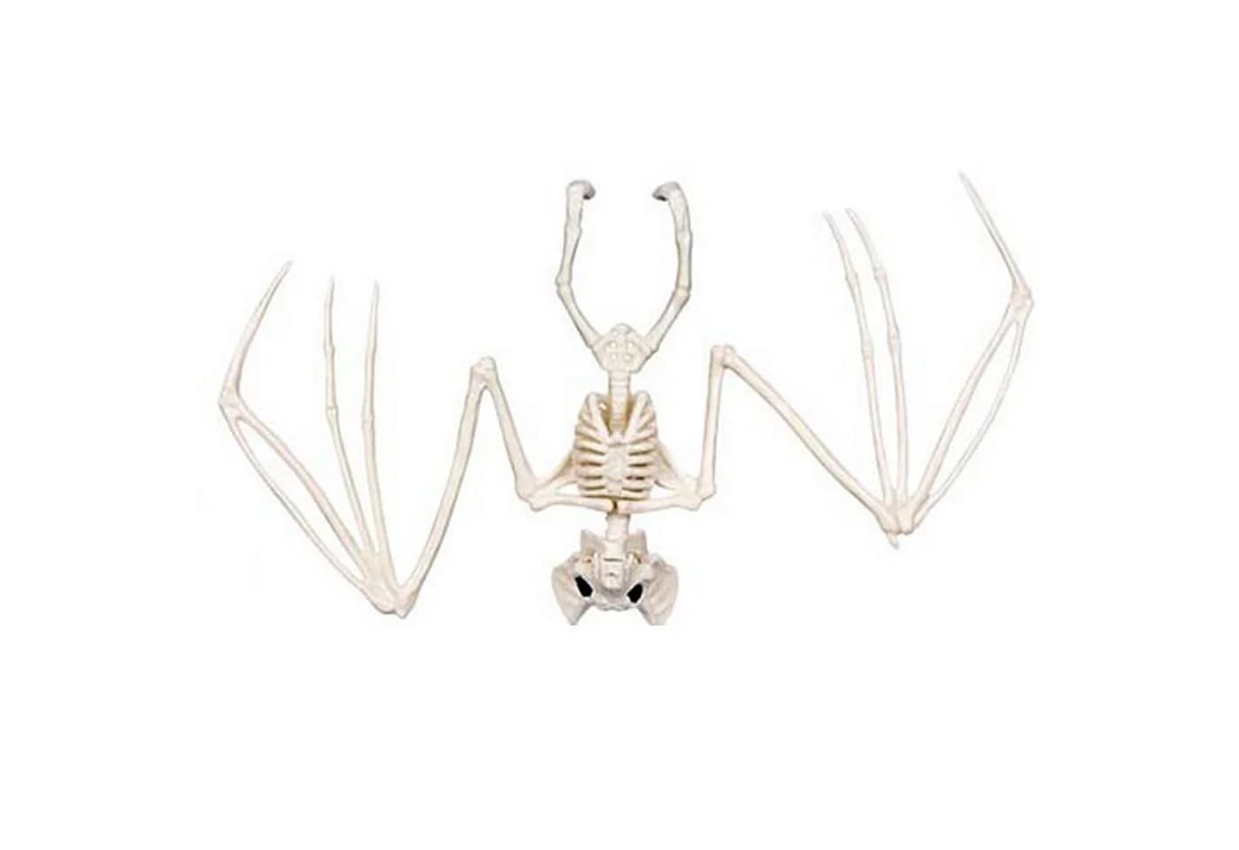 Boland Dekoobjekt Skelett Tiere 5-fach sortiert Beige Halloween