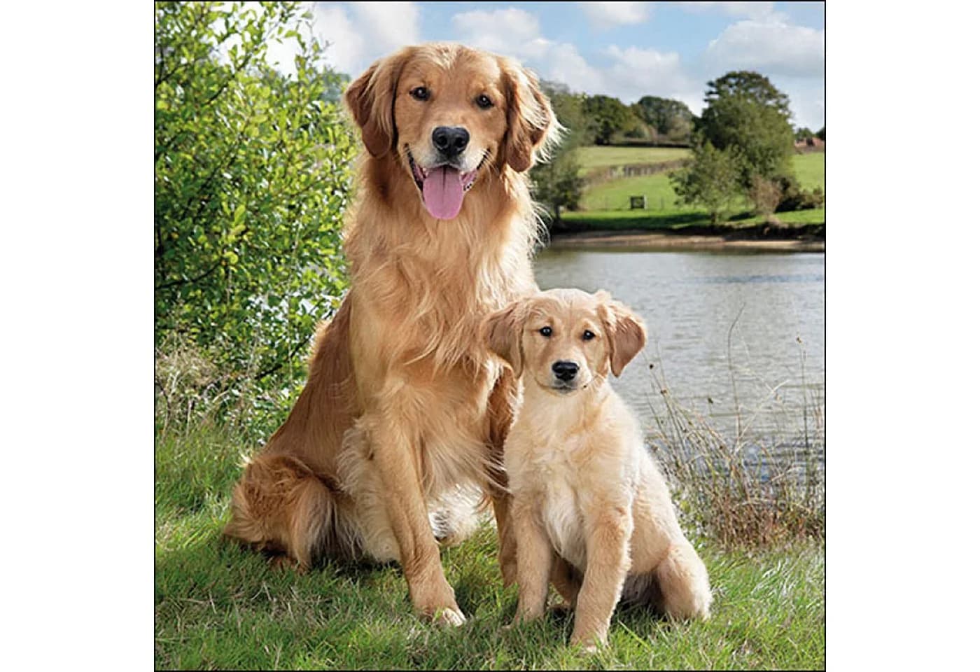 Ambiente Papierservietten 3-lagig Golden Retriever Motiv 33x33cm Braun/Grün