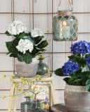 Mica Decorations Hortensie Kunstpflanze Weiß in grauem Topf Bild 5