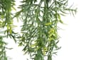 BOTANIC-HAUS Asparagus-Hängeampel Grün Kunststoff Bild 1