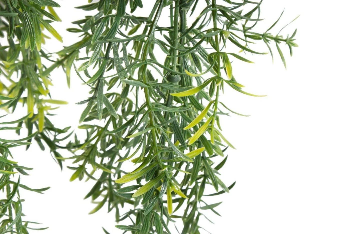 BOTANIC-HAUS Asparagus-Hängeampel Grün Kunststoff