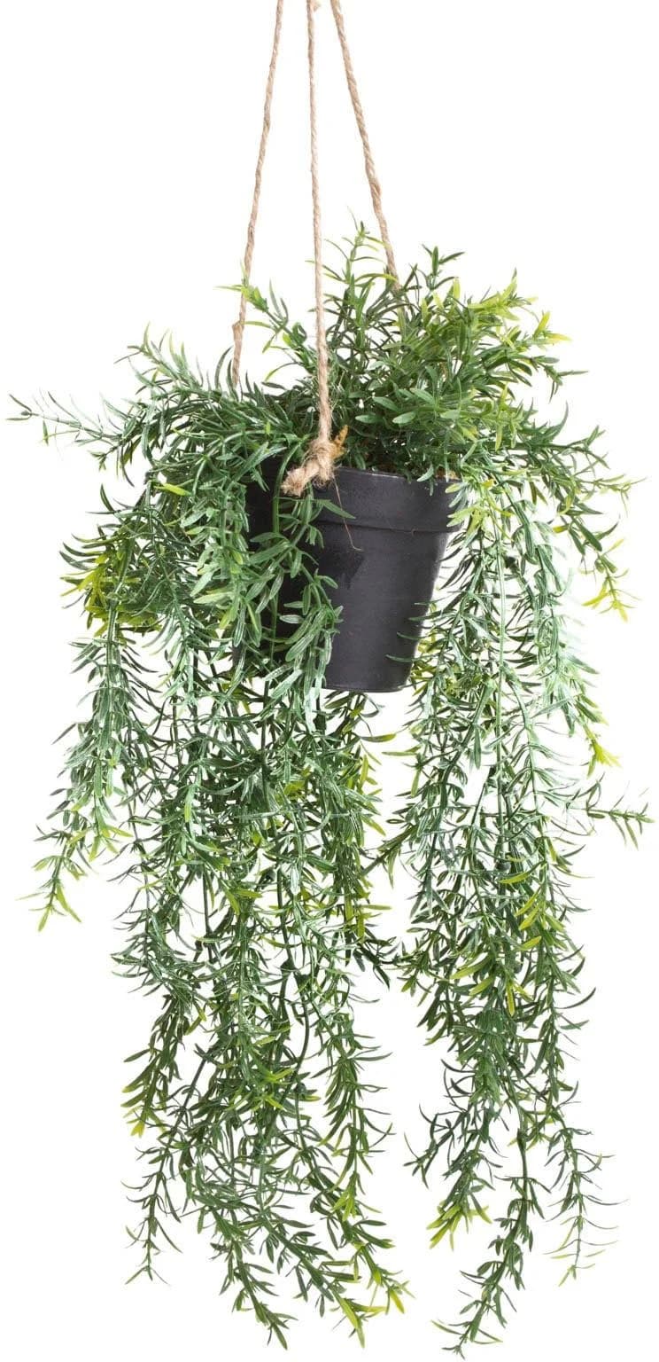 BOTANIC-HAUS Asparagus-Hängeampel Grün Kunststoff - Bild 4