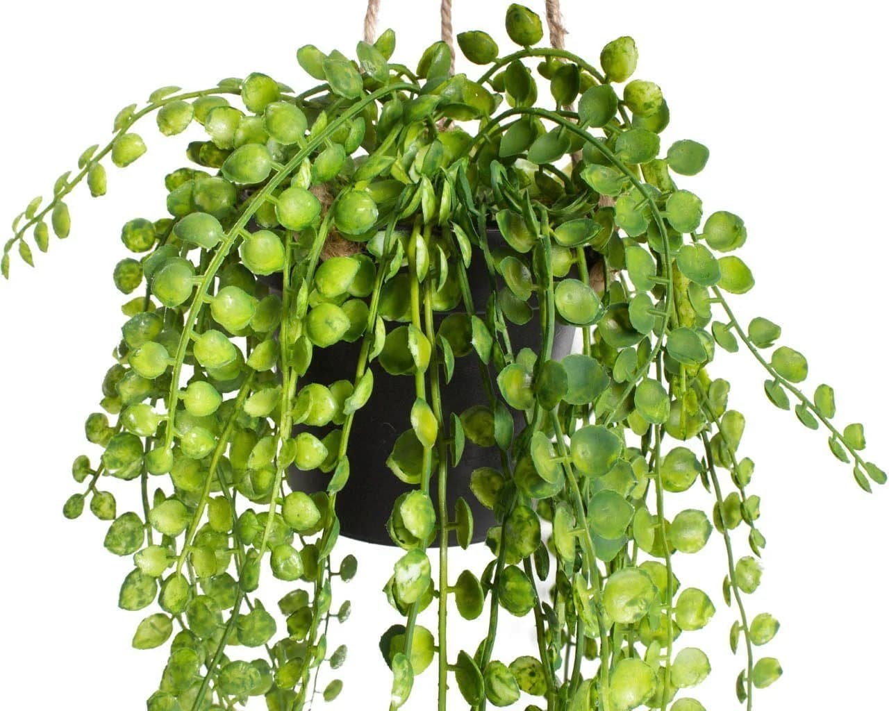 BOTANIC-HAUS Künstliche Ficus-Pumila Hängeampel Grün Schwarz
