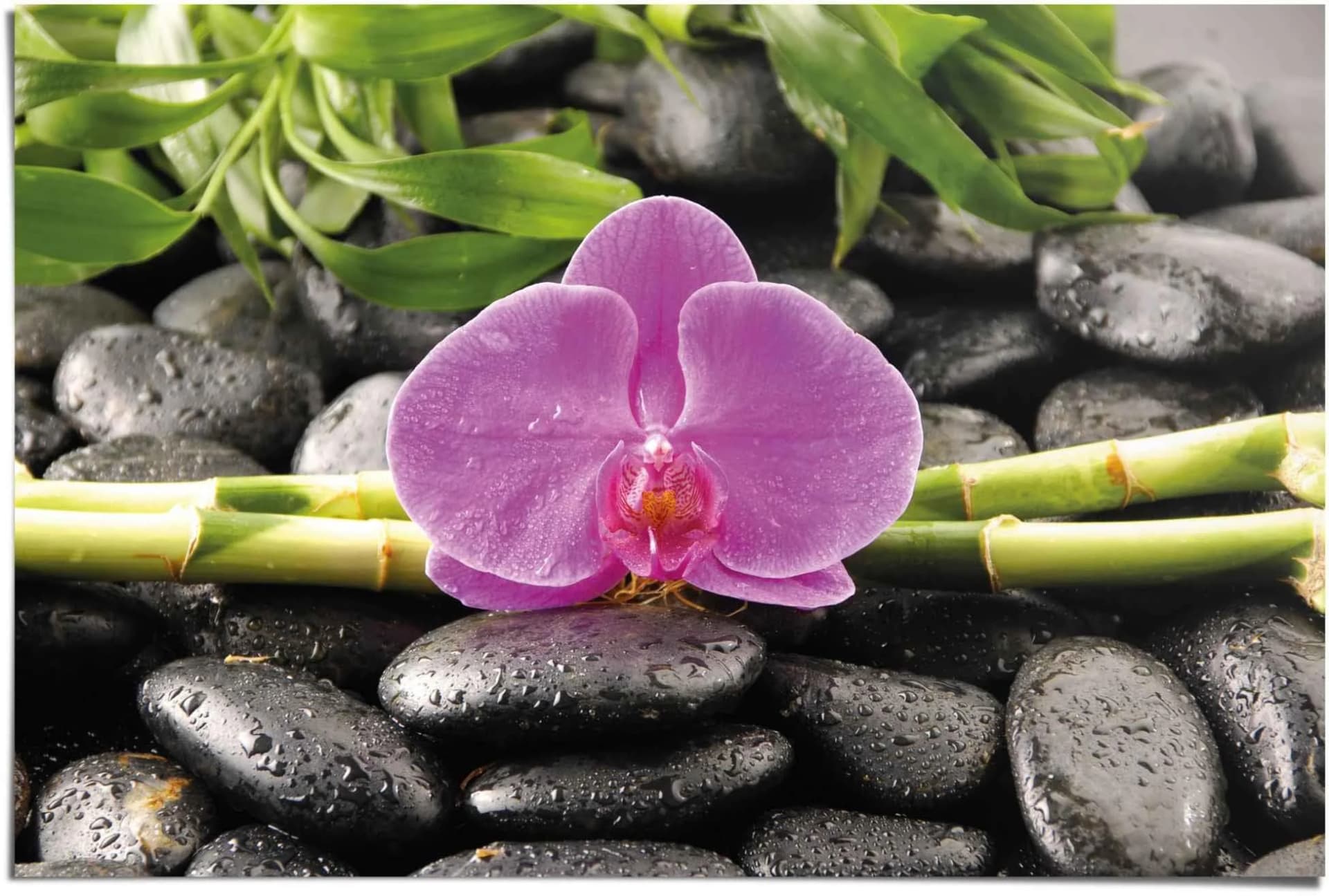 Reinders Poster Orchidee Rosa Maxi-Format Wanddekoration