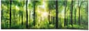 Reinders Poster Sommerwald Grün Panorama 158x53cm Bild 3