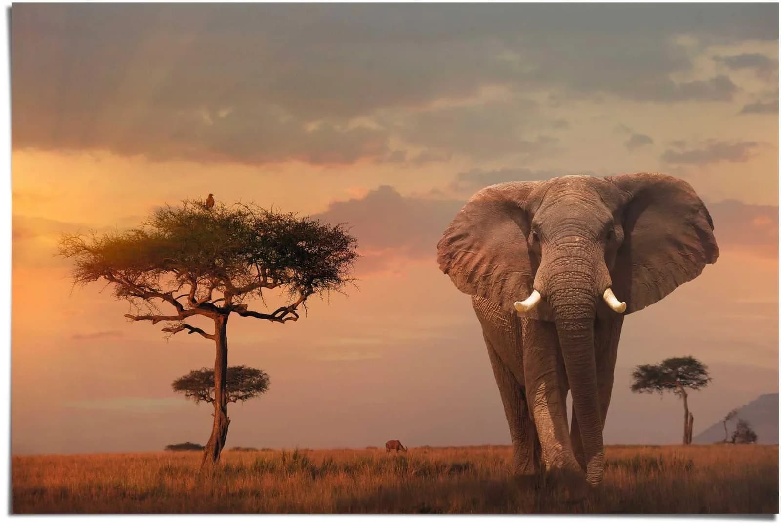 Poster REINDERS Afrikas Wildtiere Elefant Braun