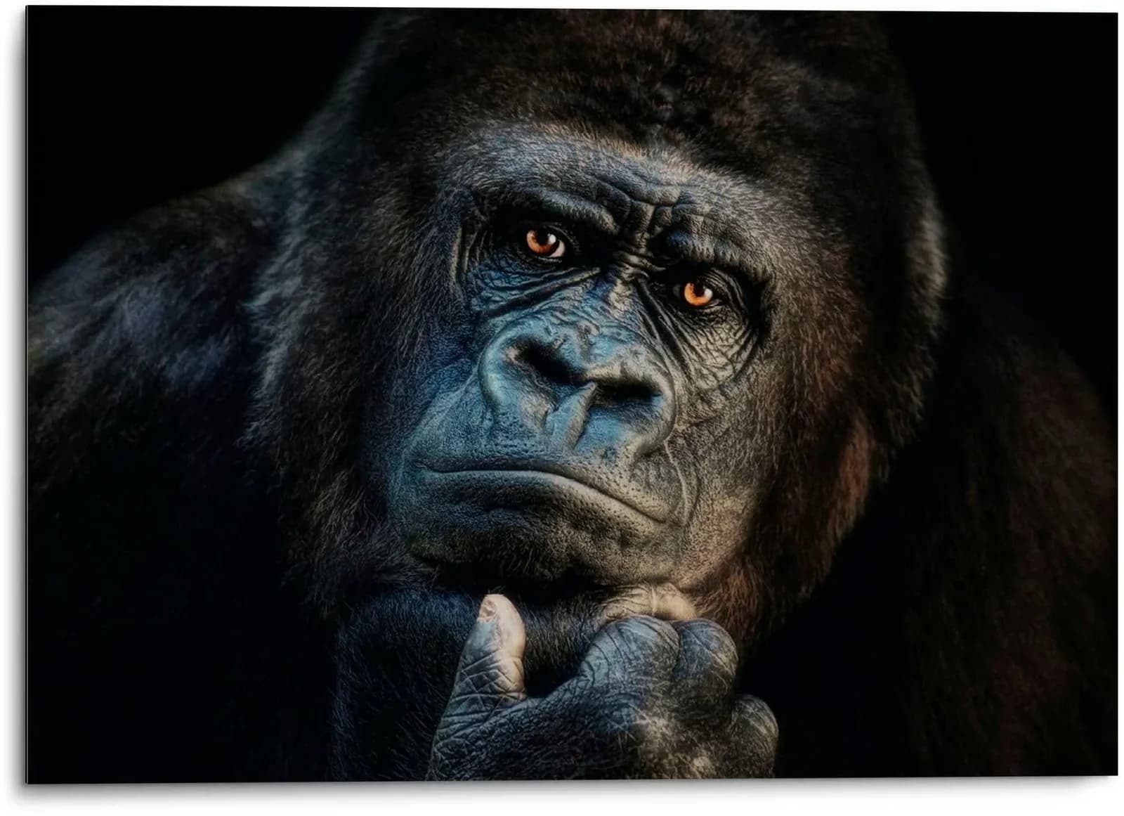 Platinum Alu-Dibond-Druck "Gorilla" Schwarz