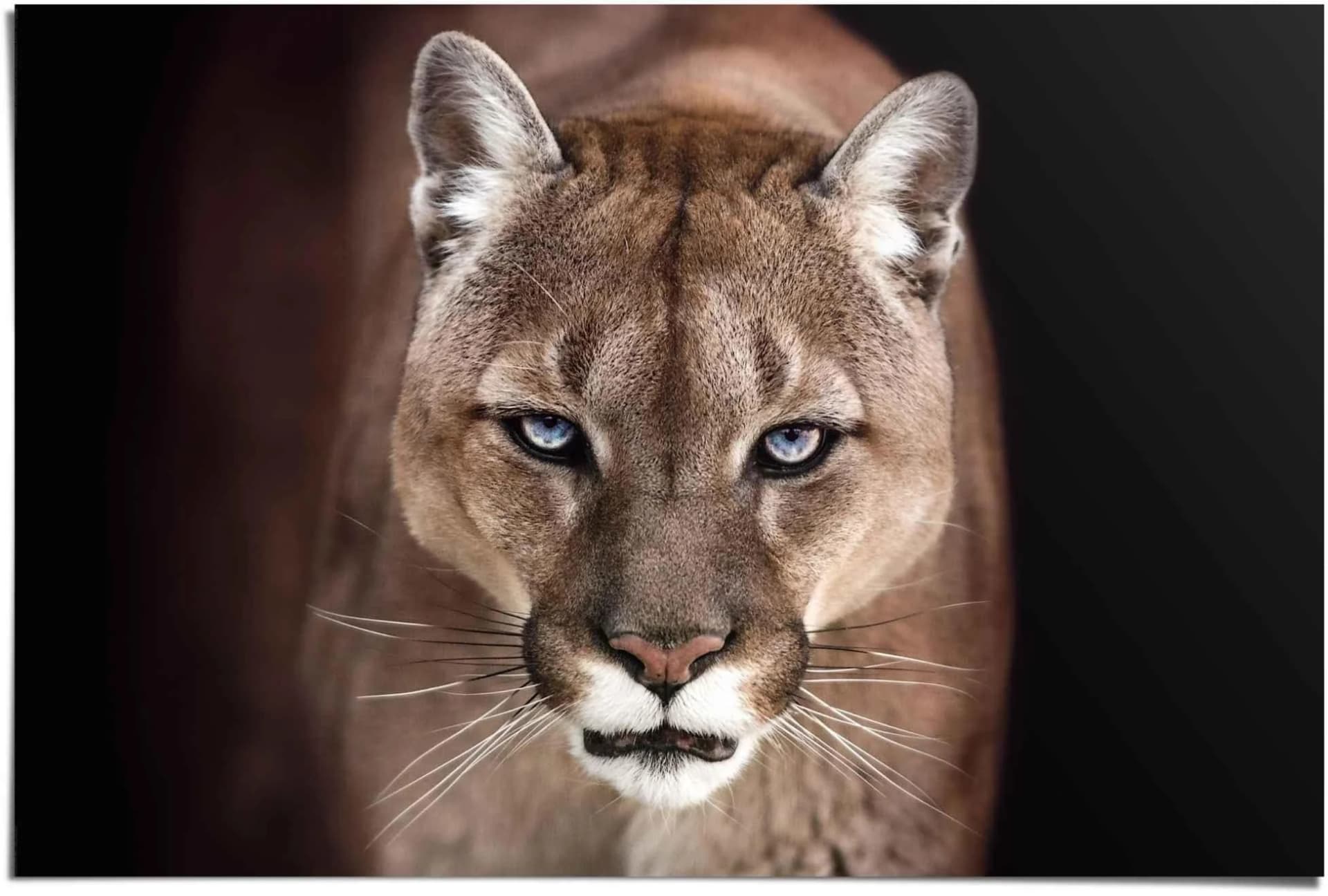 REINDERS Poster Puma Nahaufnahme Khaki Grün Maxi