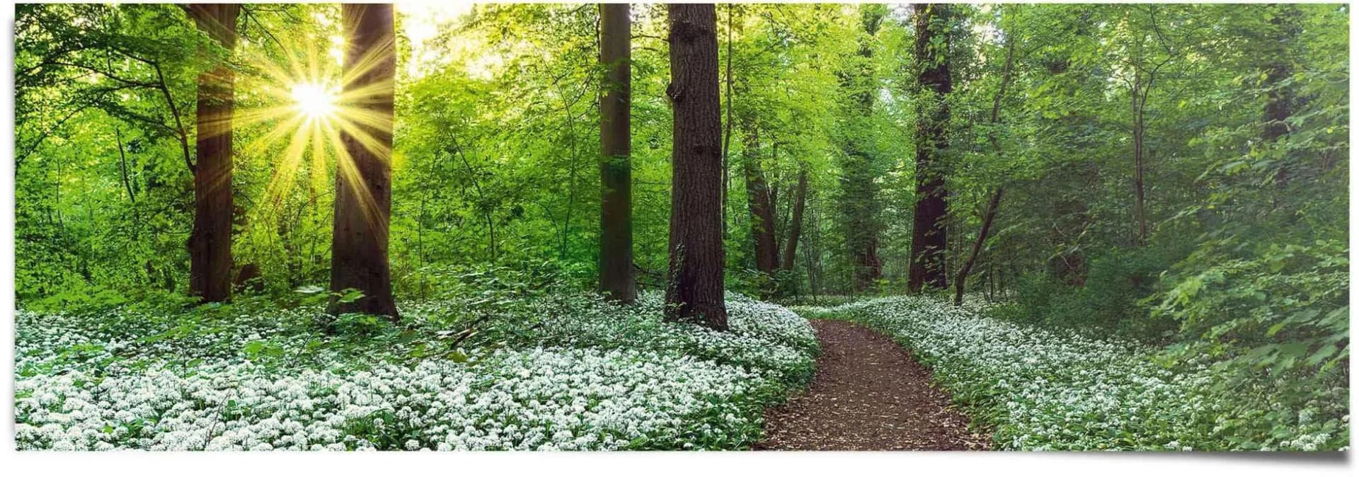 Poster REINDERS Waldlichtung Frühling Grün