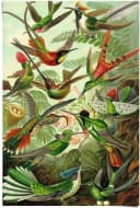 REINDERS Poster Hummingbirds Vogel Grün Maxi Bild 2