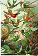 REINDERS Poster Hummingbirds Vogel Grün Maxi Bild 3
