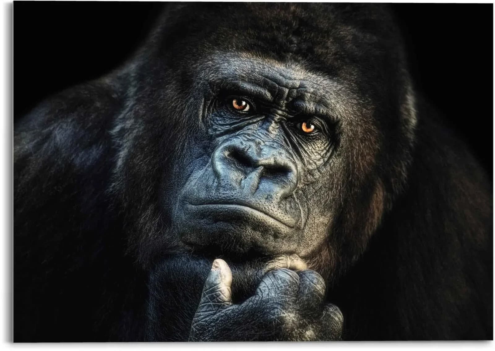 Glasbild REINDERS Gorilla Affe - Kräftig - Nachdenklich, schwarz, 70x50cm