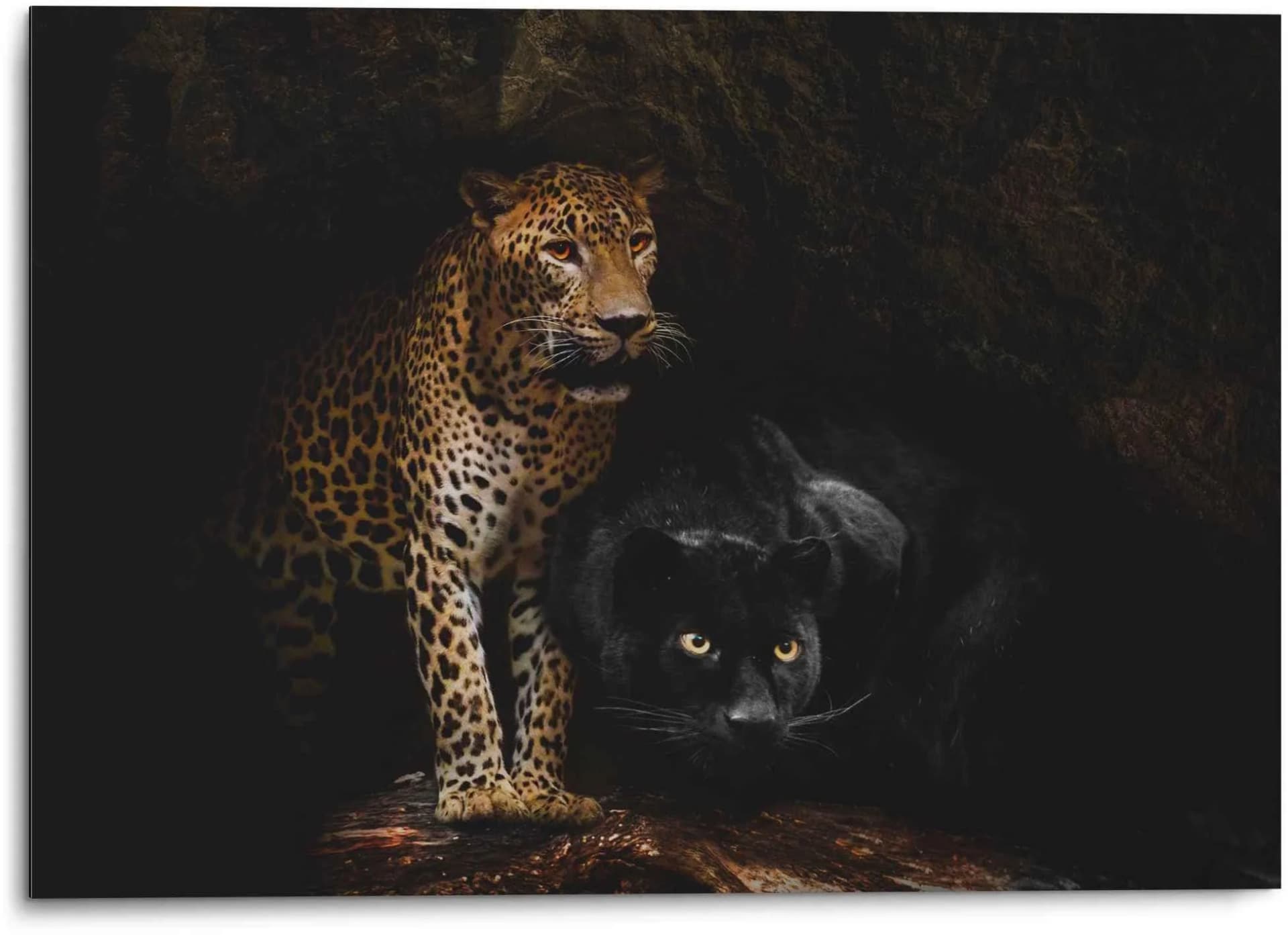 REINDERS Aluminium Wandbild Raubtiere Panther - 70x50cm