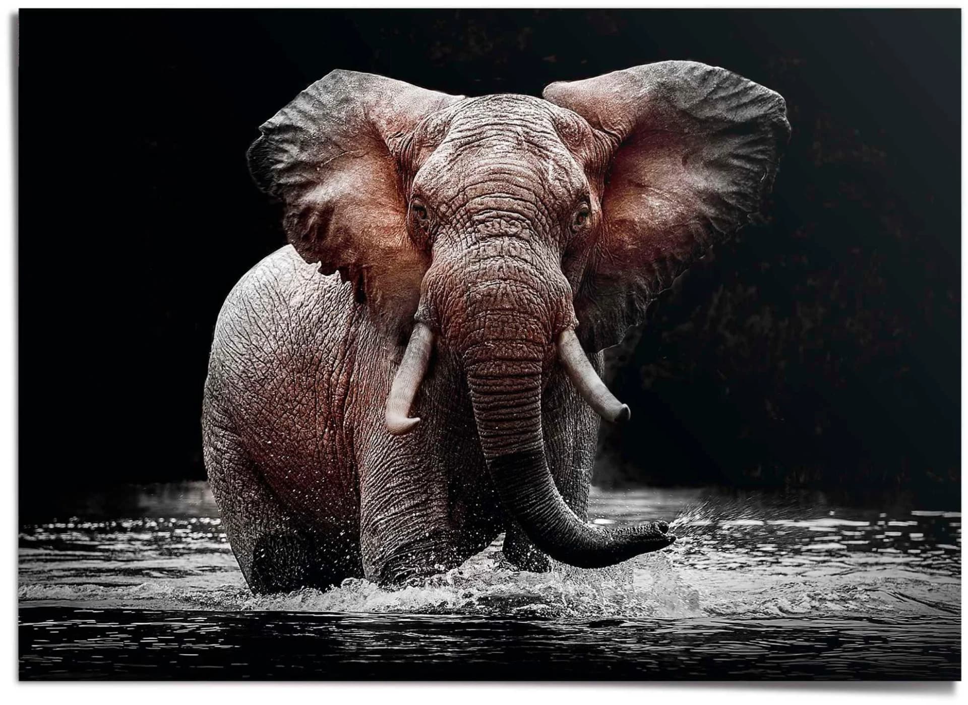Elefanten-Poster im Riesenformat, Schwarz, 140x100 cm
