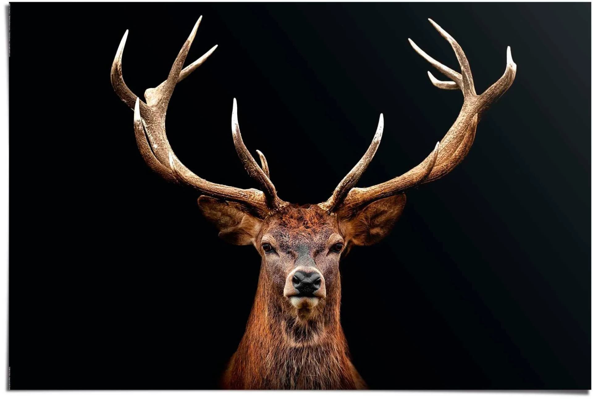 Reinders Hirsch Poster Braun