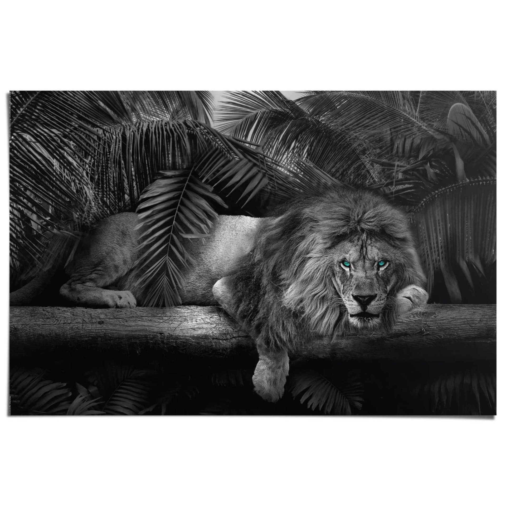 Reinders Poster Löwenblick Schwarz 91,5x61 cm