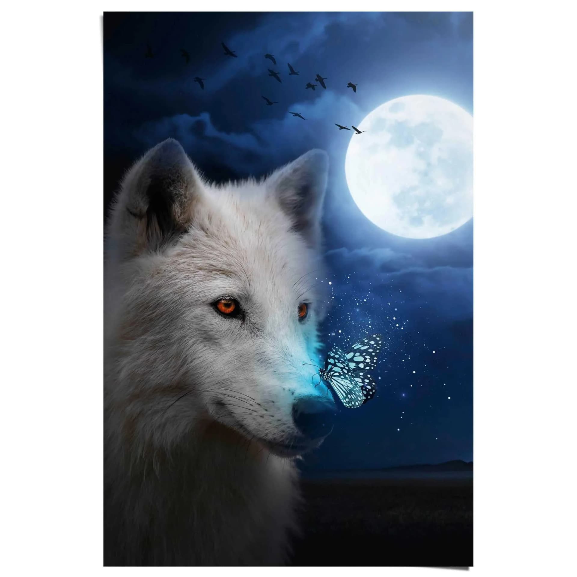 Maxi-Poster Weißer Wolf, Blau, 61x91,5 cm - Bild 3