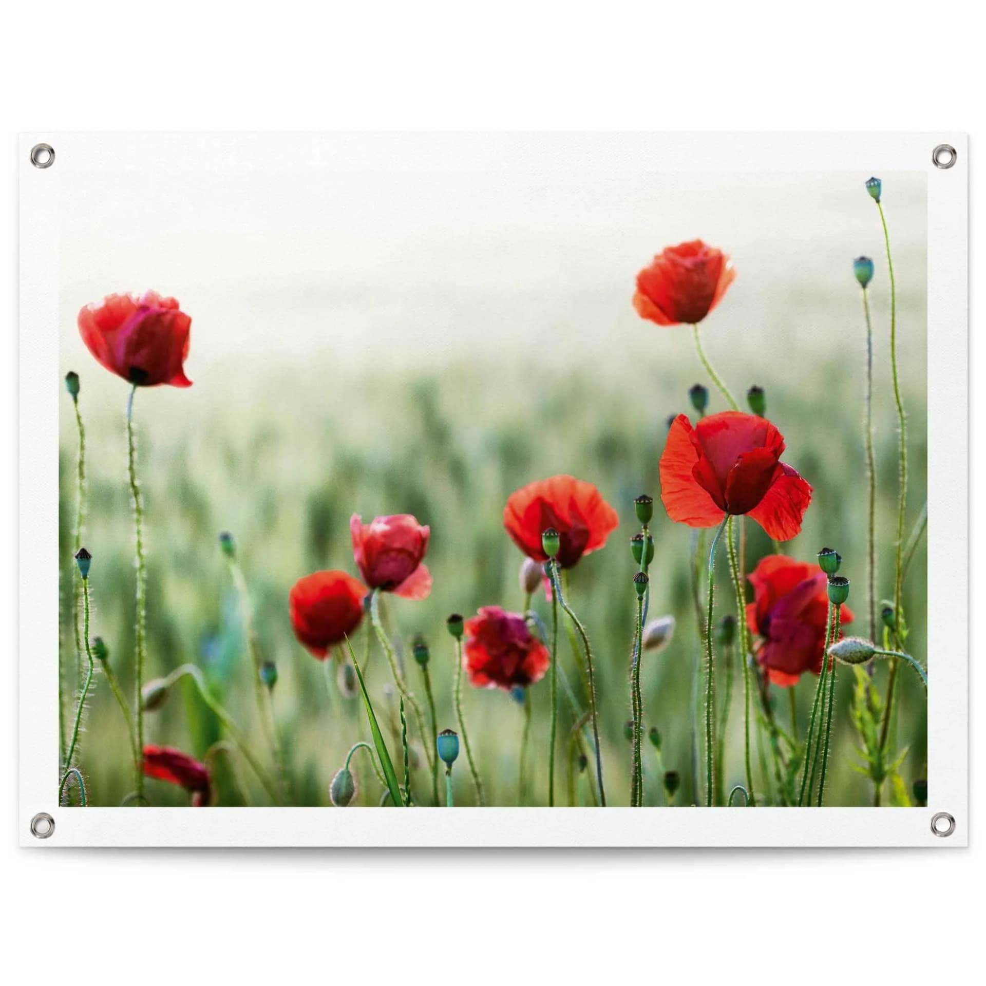 REINDERS Poster Mohnblüten rot Leinwand Outdoor