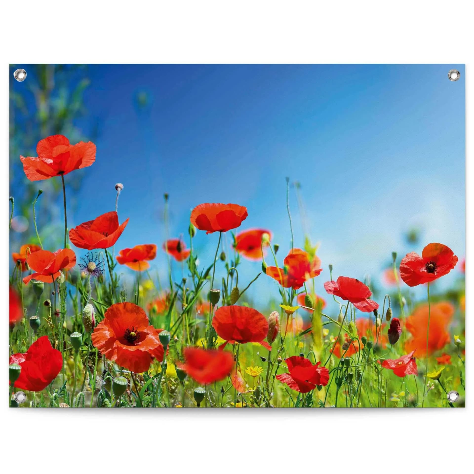 Reinders Sommerblumen Poster Rot Leinwand Outdoor