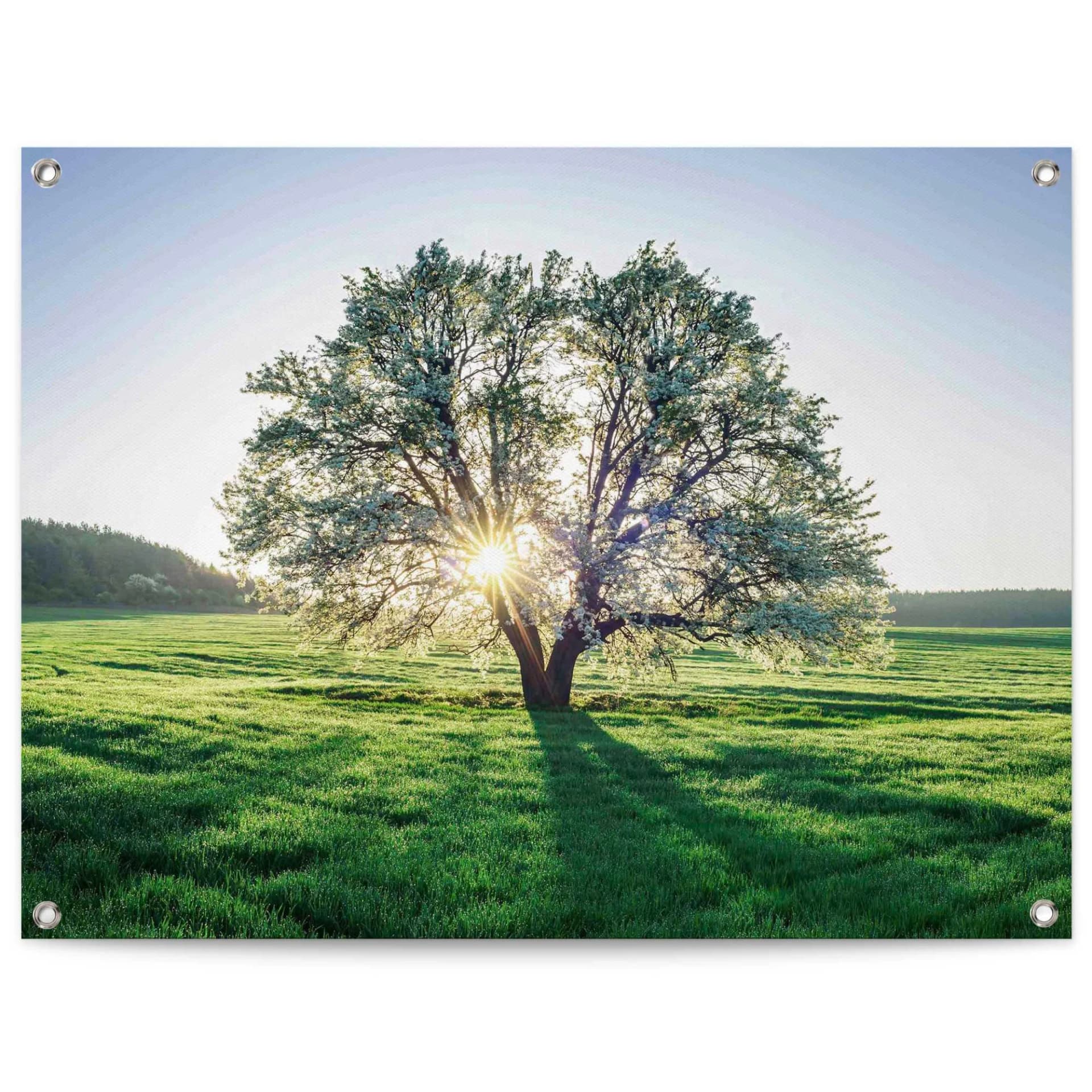 REINDERS Gartenposter Baum in der Morgensonne Grün Leinwand