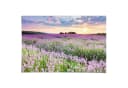 Reinders! Poster Lavendelfeld 91,5x61 cm Blumen und Pflanzen Bild 2