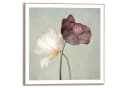 Poster REINDERS Tulips Grün 50x50 cm Bild 2