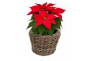 Van der Leeden Blumentopf Rattan Pflanzkorb Braun Schwarz Indoor Outdoor Bild 3