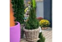 Van der Leeden Blumentopf Rattan Pflanzkorb Braun Schwarz Indoor Outdoor Bild 4