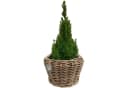 Van der Leeden Pflanzkorb Rattan Braun Indoor Outdoor Bild 1