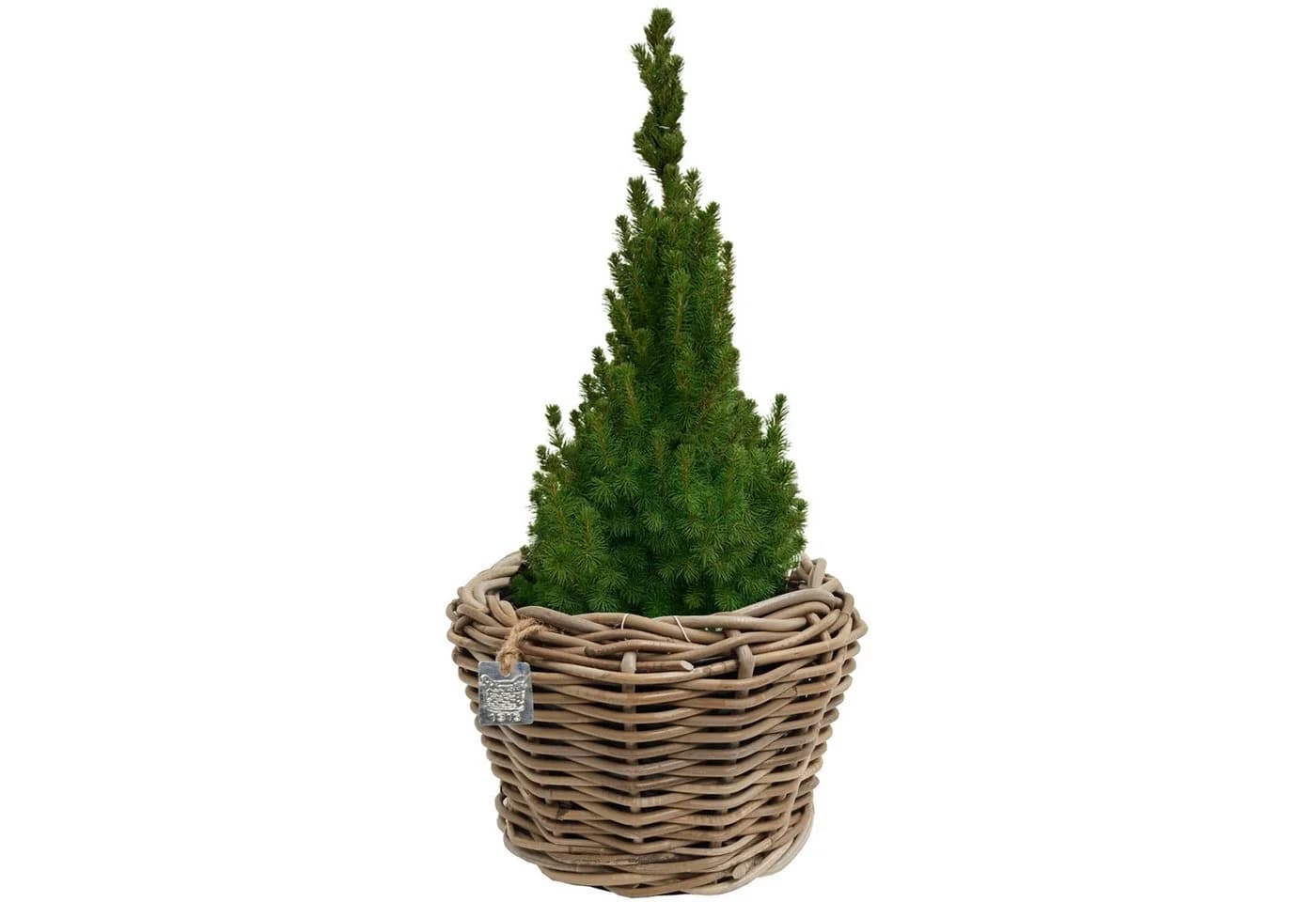 Van der Leeden Pflanzkorb Rattan Braun Indoor Outdoor