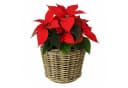 Van der Leeden Blumentopf Rattan 34x30cm mit Kunststoffeimer Bild 1