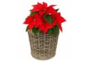 Van der Leeden Blumentopf Blumenkorb 33L Rattan Braun/Schwarz Bild 3
