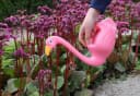 esschert design Gießkanne Flamingo Rosa 1,46 Liter Kunststoff Bild 1