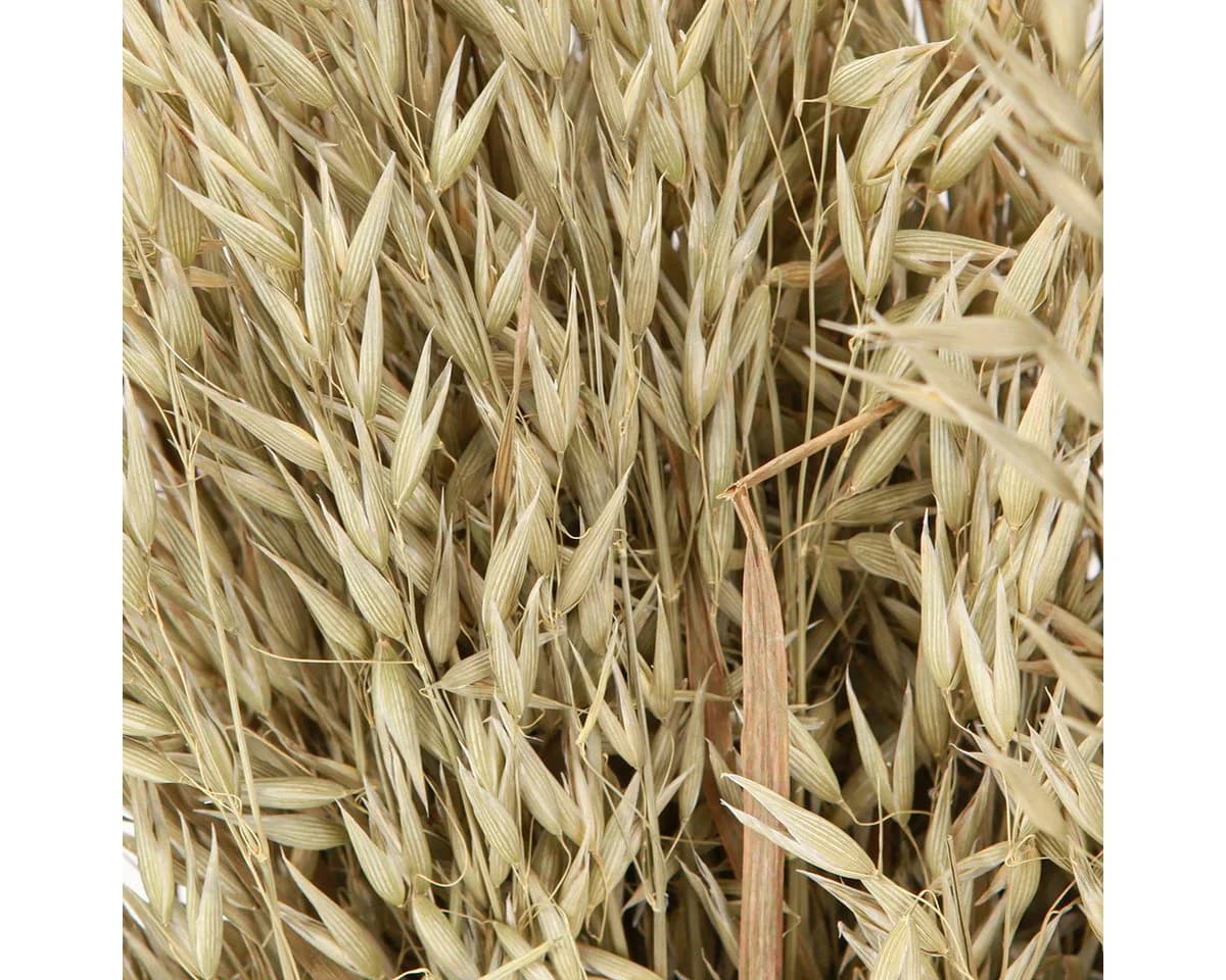 Trockenblume Rustikaler Deko-Haferbund für ländliche Eleganz, Viana