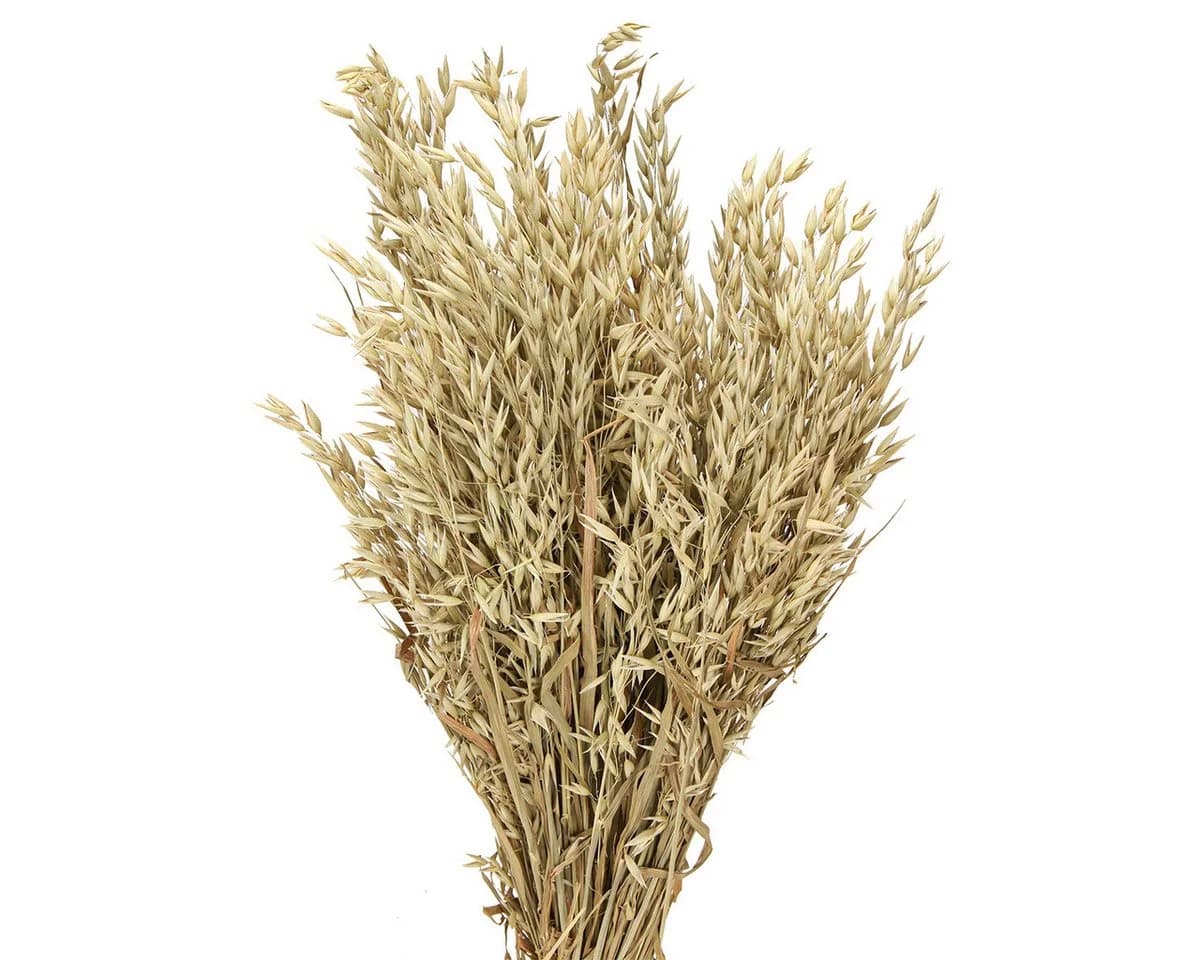 Trockenblume Rustikaler Deko-Haferbund für ländliche Eleganz, Viana - Bild 2
