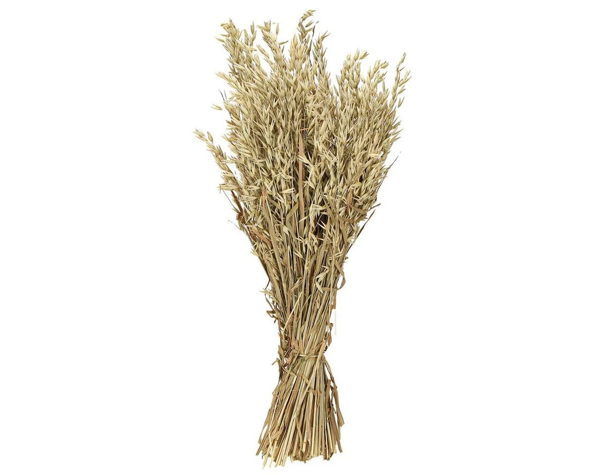 Trockenblume Rustikaler Deko-Haferbund für ländliche Eleganz, Viana - Bild 3