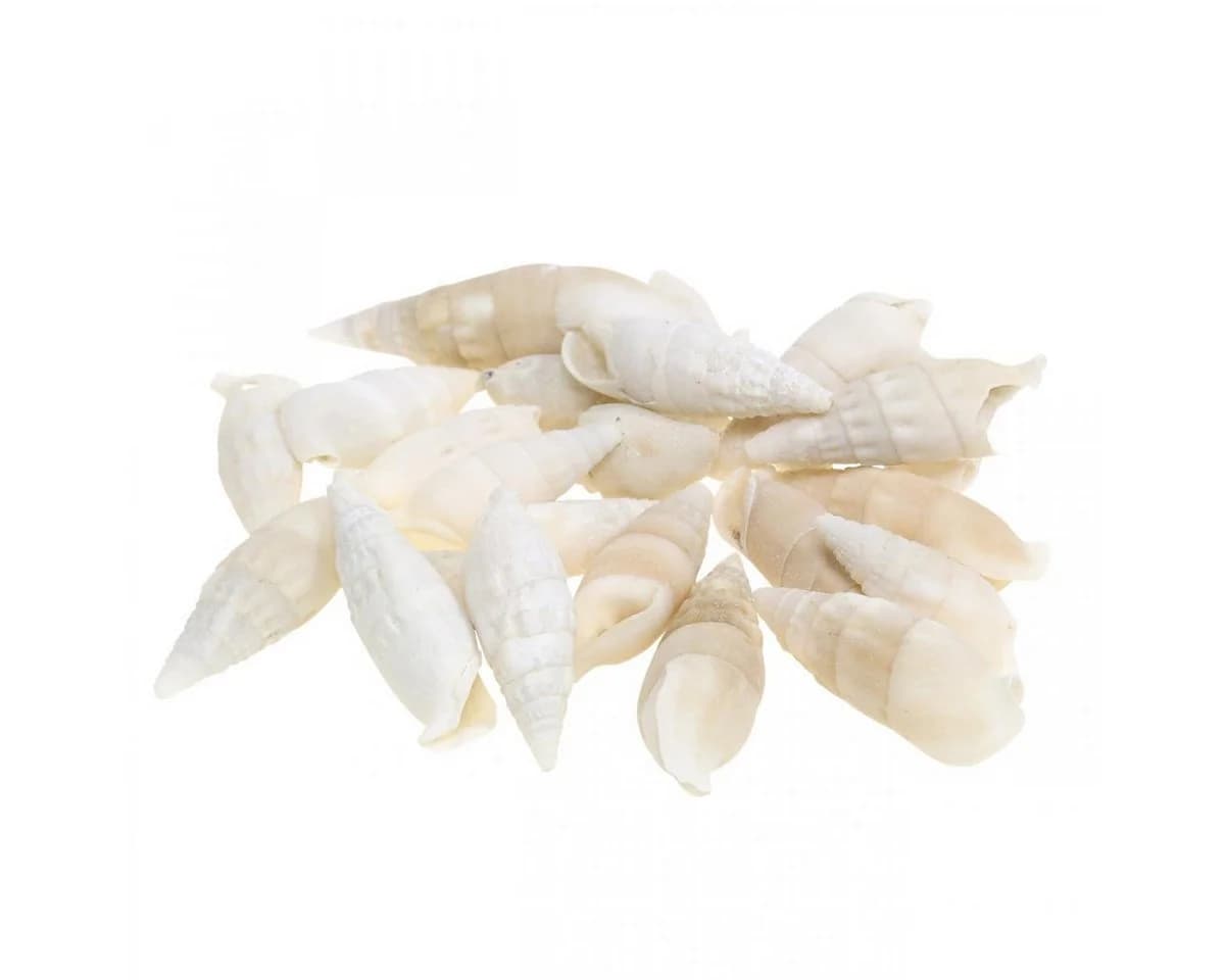 Viana Deko Schnecken Weiß Natur 2-5cm 1kg Muschelkalk - Bild 2