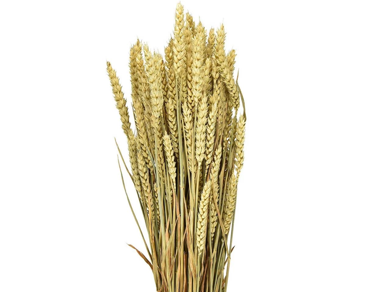 Viana Trockenblume Natürlicher Weizenbund Deko Herbst Erntedank - Bild 2