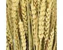 Viana Trockenblume Natürlicher Weizenbund Deko Herbst Erntedank Bild 3