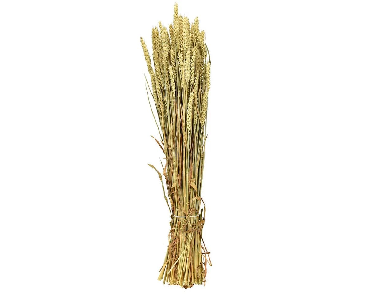 Viana Trockenblume Natürlicher Weizenbund Deko Herbst Erntedank - Bild 4