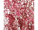 Viana Trockenblume Schleierkraut Berry Weiß 50cm Bild 1