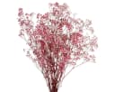 Viana Trockenblume Schleierkraut Berry Weiß 50cm Bild 2