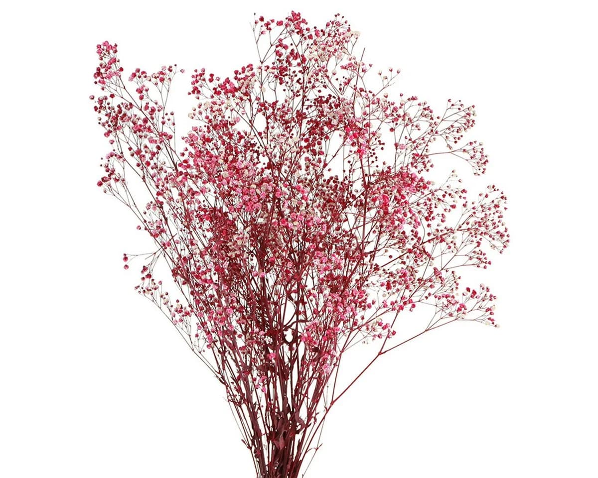 Viana Trockenblume Schleierkraut Berry Weiß 50cm - Bild 2