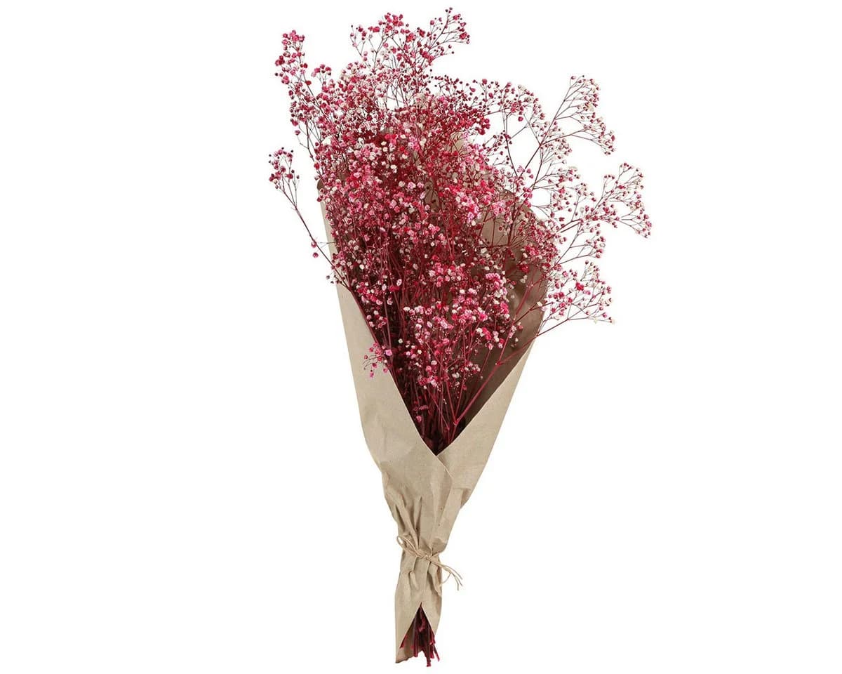 Viana Trockenblume Schleierkraut Berry Weiß 50cm - Bild 3