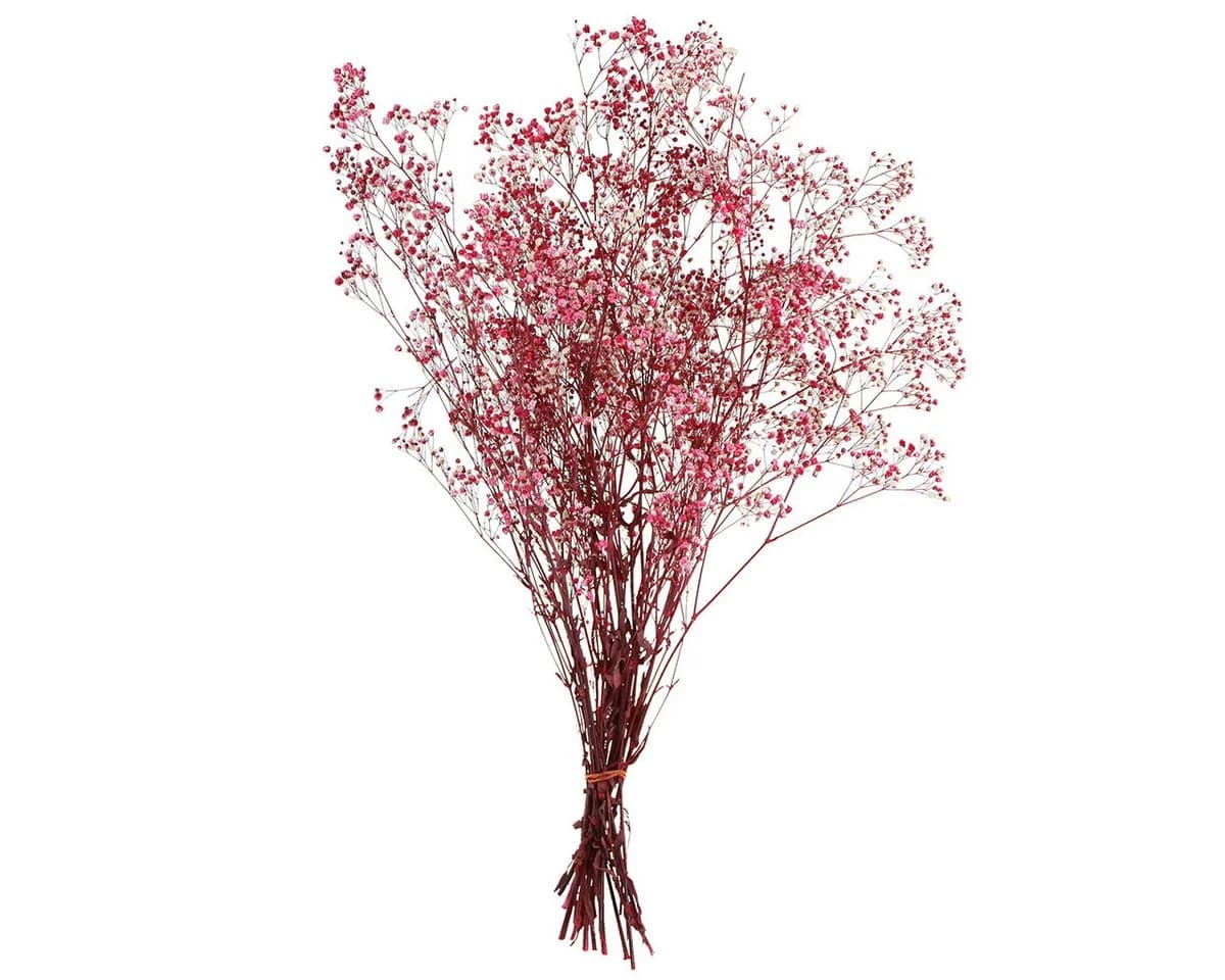 Viana Trockenblume Schleierkraut Berry Weiß 50cm - Bild 4
