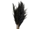 Viana Trockenblume Dekoratives Federgras für Trockenfloristik und moderne Bild 2