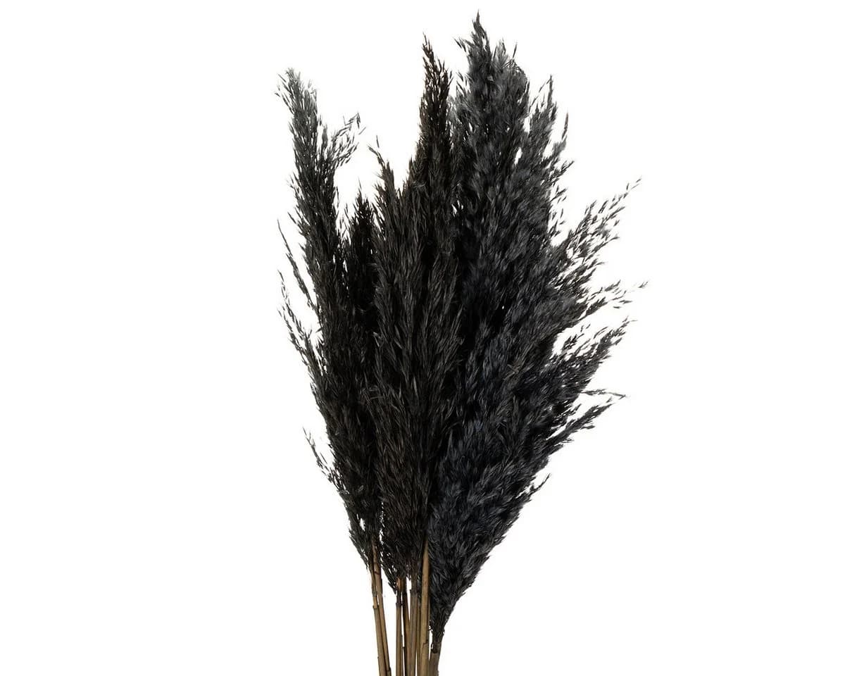 Viana Trockenblume Dekoratives Federgras für Trockenfloristik und moderne - Bild 2